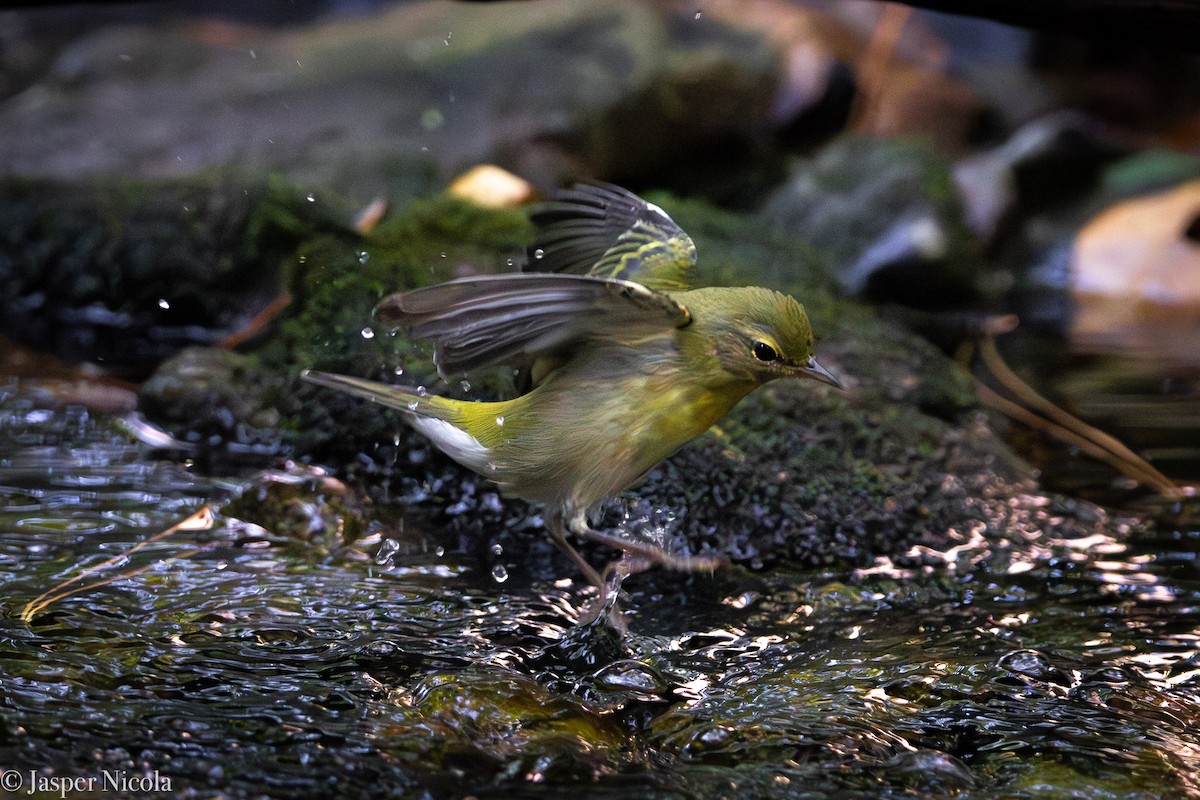 Tennessee Warbler - ML642839266