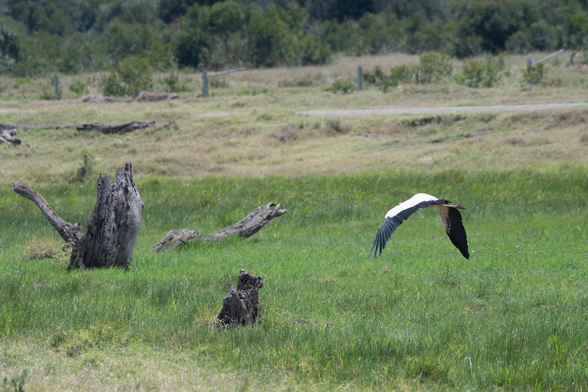 Tantale ibis - ML642839268