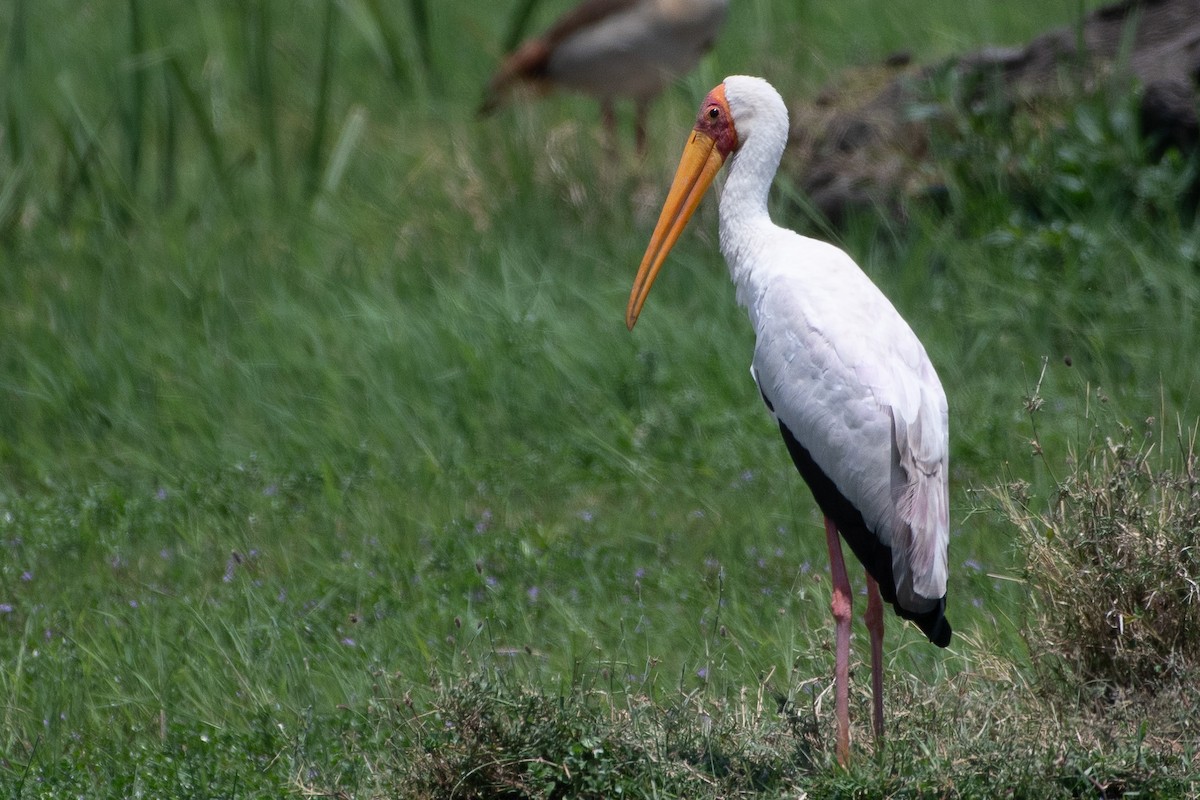 Tantale ibis - ML642839269