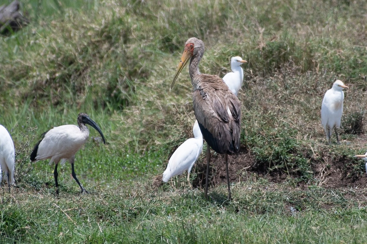Tantale ibis - ML642839270