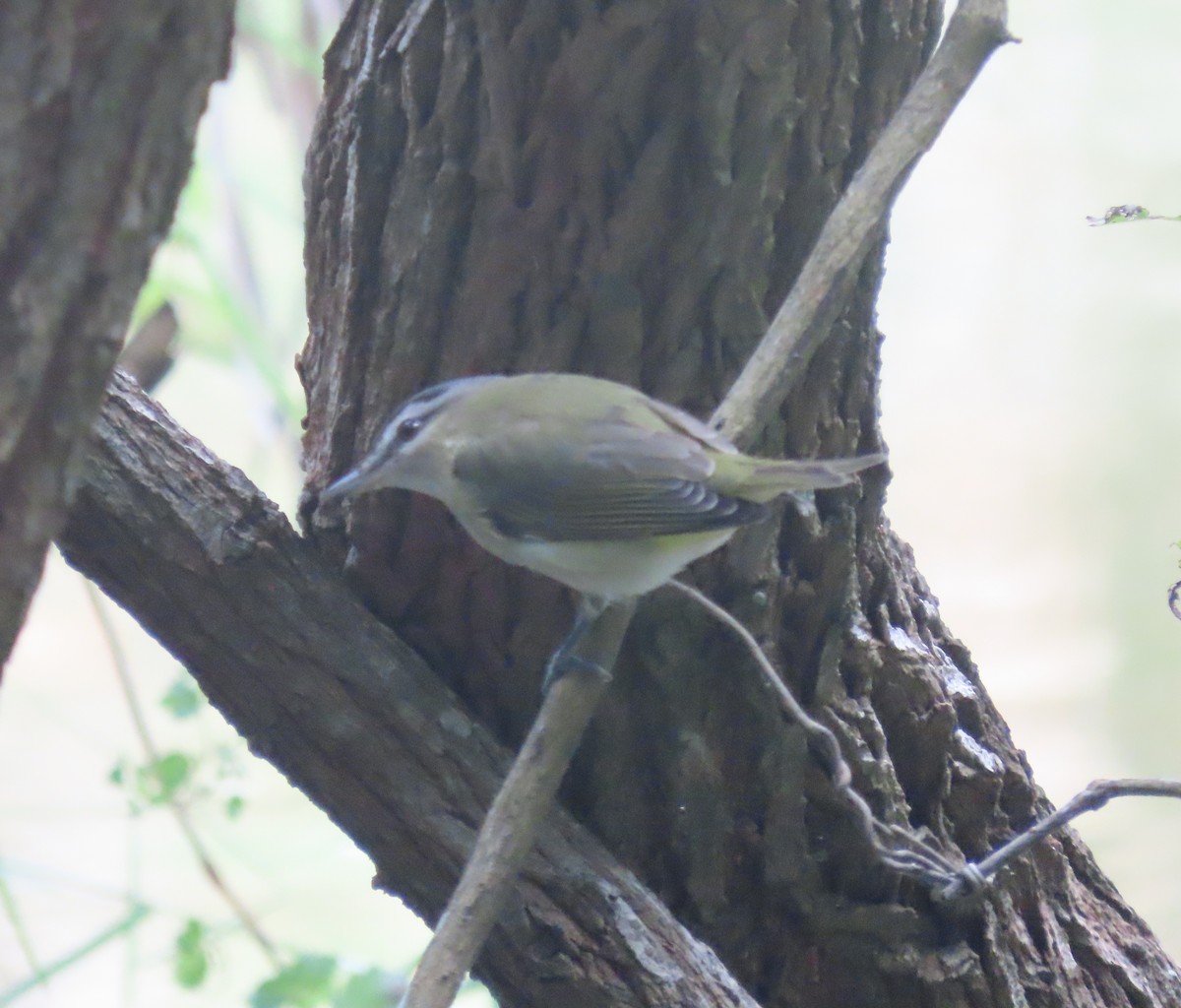 アカメモズモドキ - ML642839271