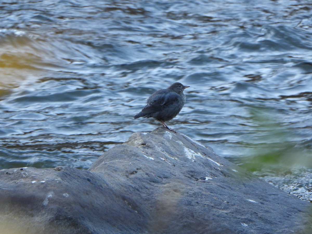 American Dipper - ML642839278