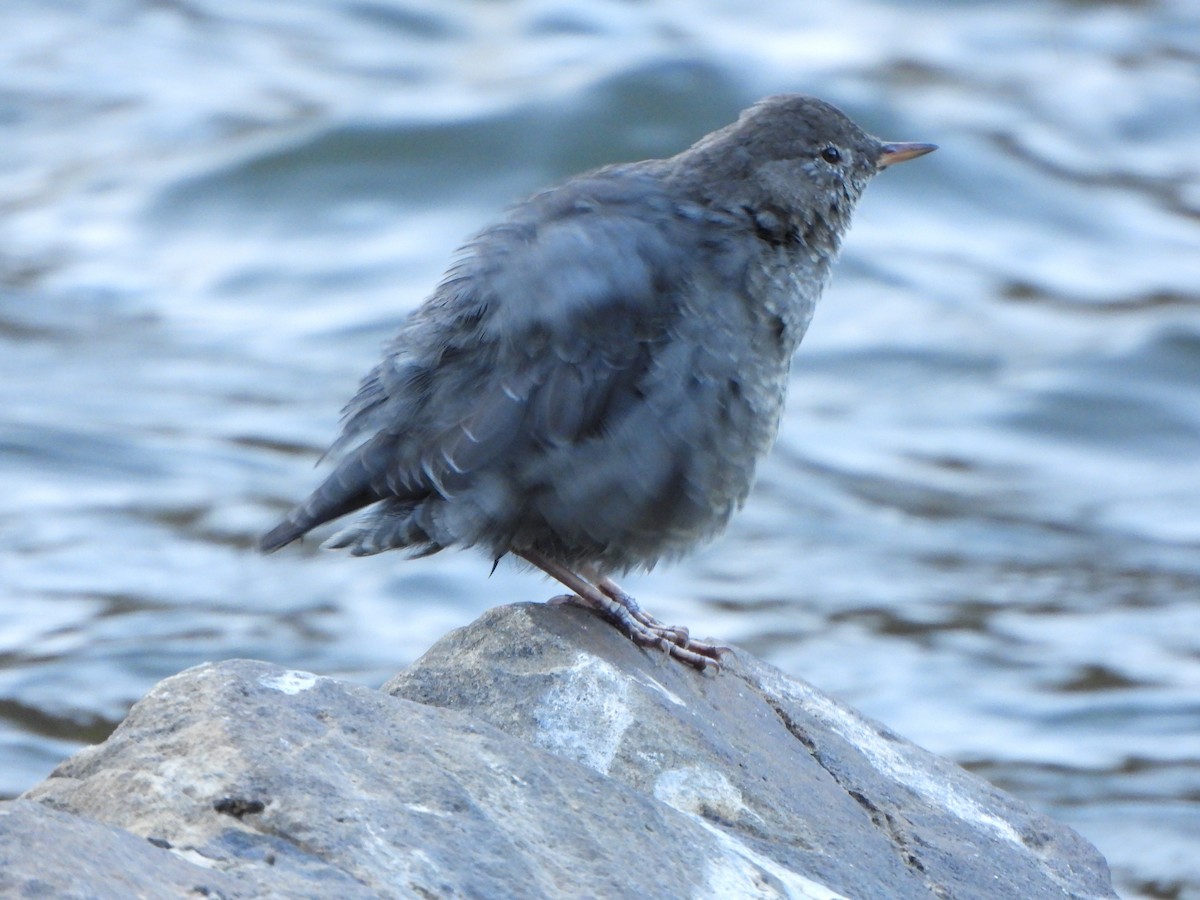American Dipper - ML642839279