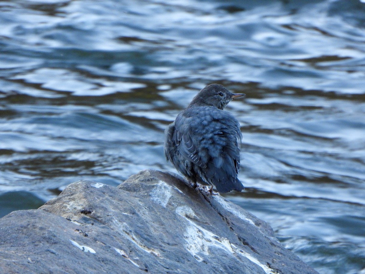 American Dipper - ML642839280