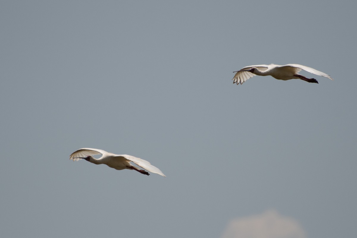 African Spoonbill - ML642839284