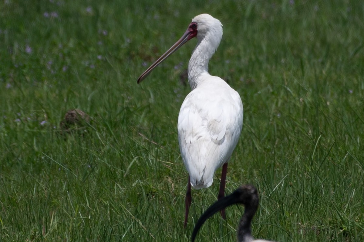African Spoonbill - ML642839285