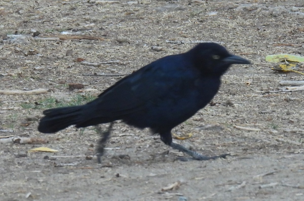 Great-tailed Grackle - ML642839294