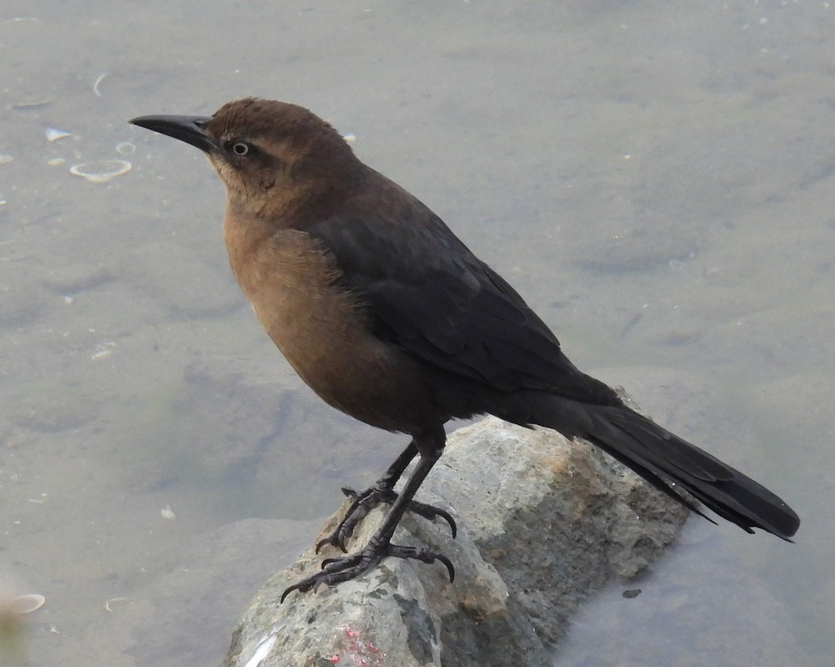 Great-tailed Grackle - ML642839295