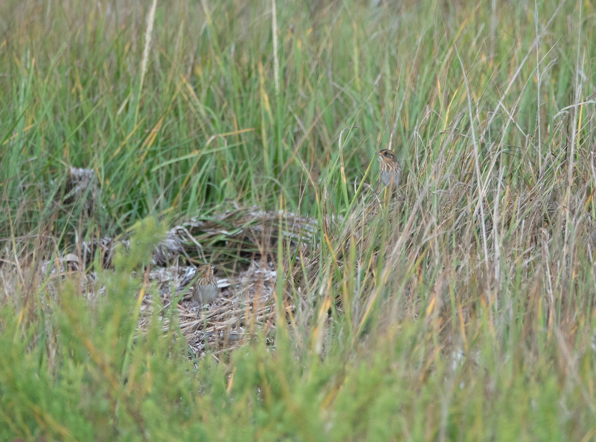 Bruant à queue aiguë - ML642839296