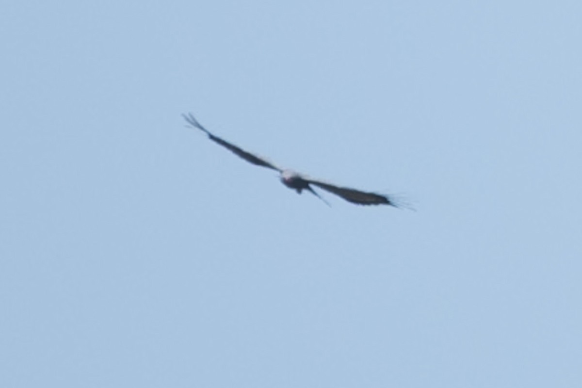 African Harrier-Hawk - ML642839297