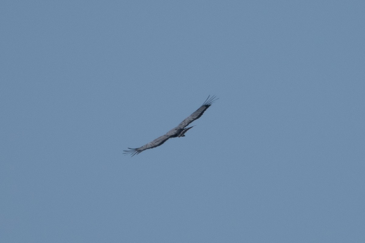 African Harrier-Hawk - ML642839298