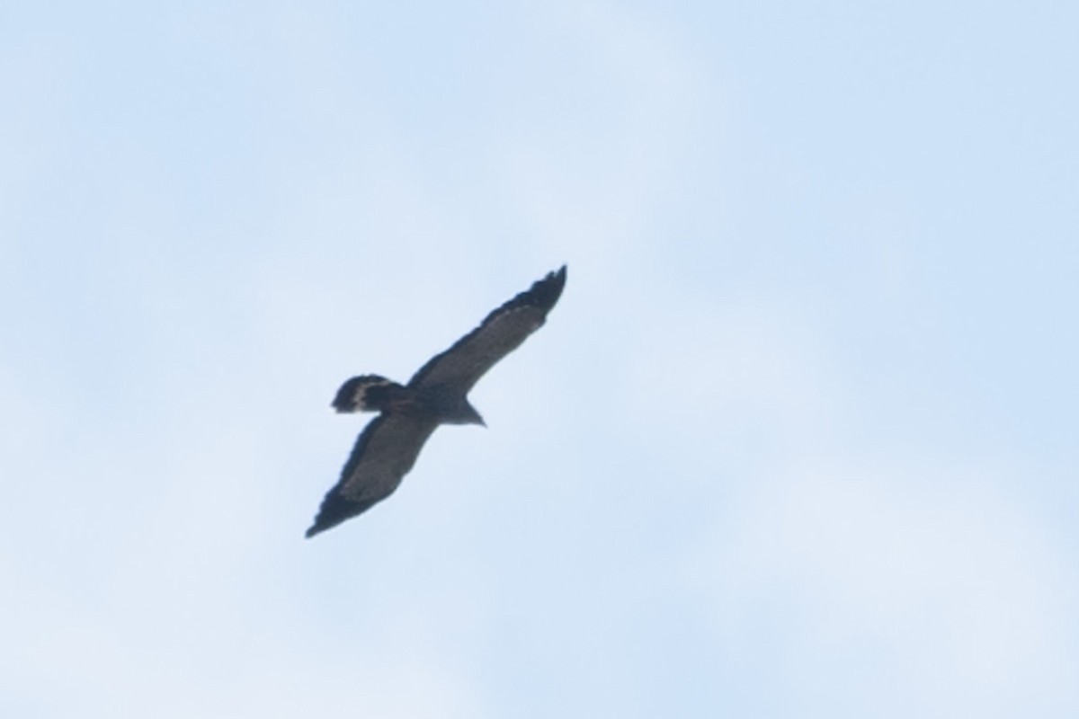 African Harrier-Hawk - ML642839299