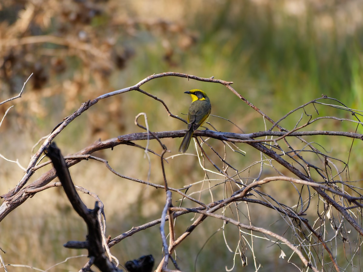 Yellow-tufted Honeyeater - ML642839308