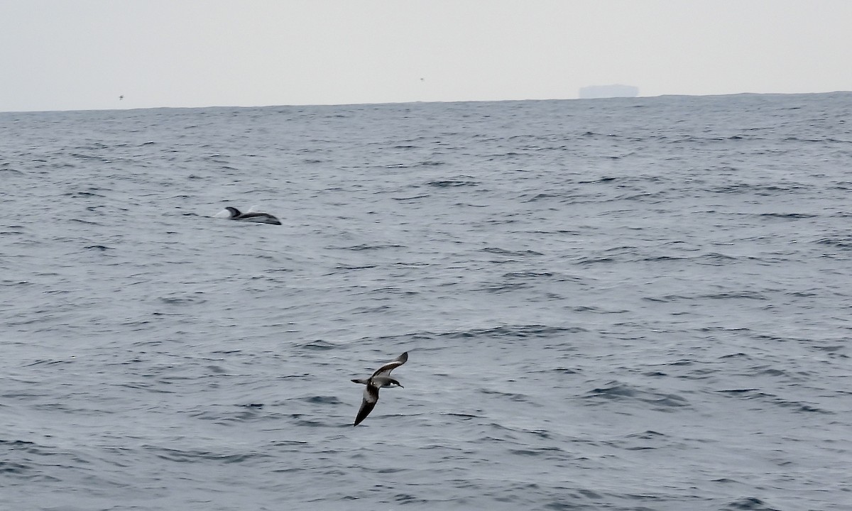 Buller's Shearwater - ML642839311