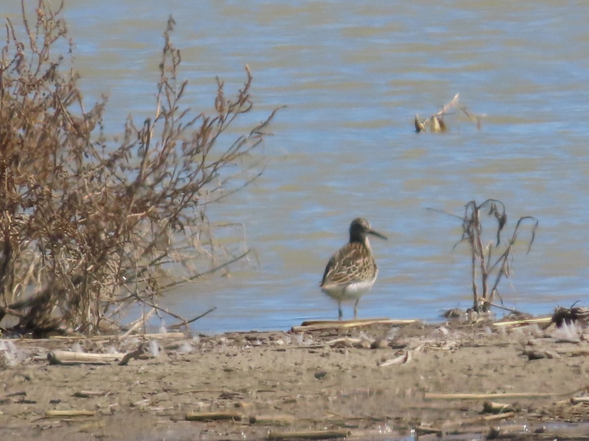 Pectoral Sandpiper - ML642839318