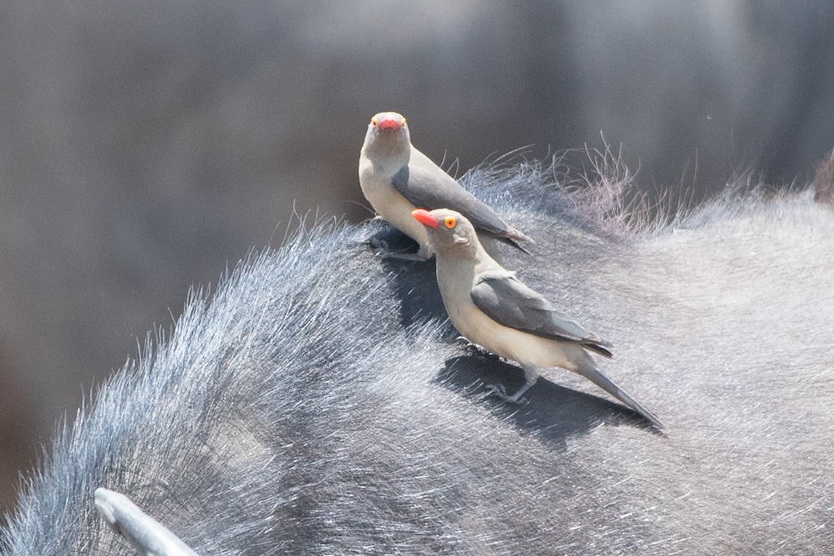Red-billed Oxpecker - ML642839326