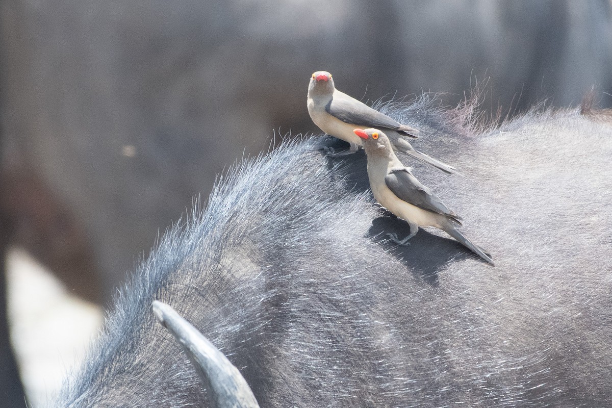 Red-billed Oxpecker - ML642839327