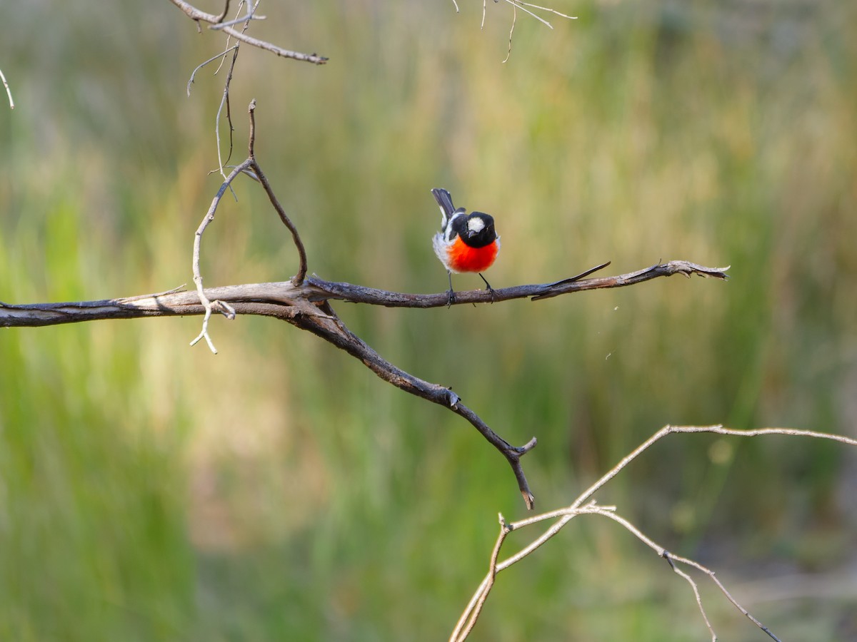 Scarlet Robin - ML642839328
