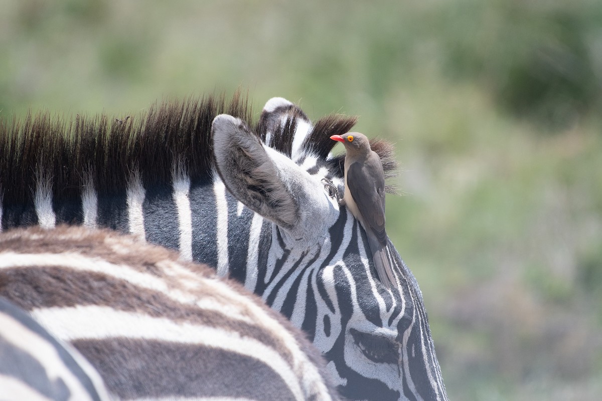 Red-billed Oxpecker - ML642839334