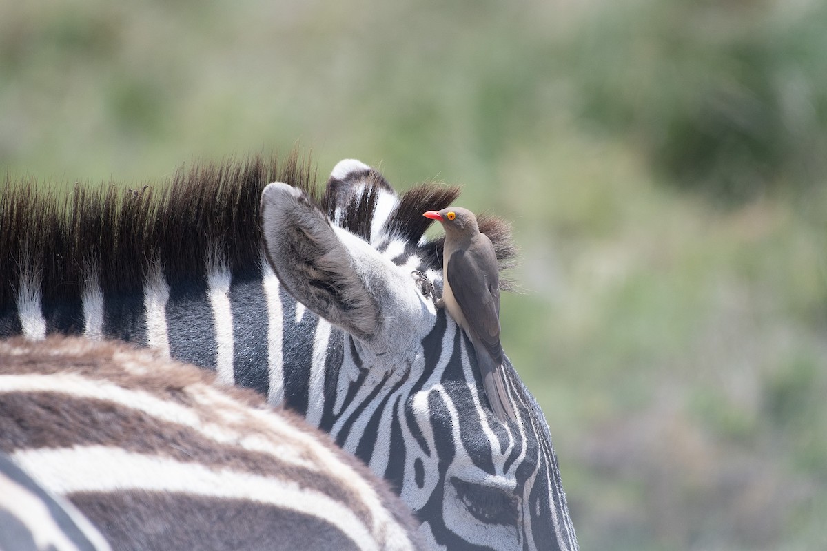 Red-billed Oxpecker - ML642839335