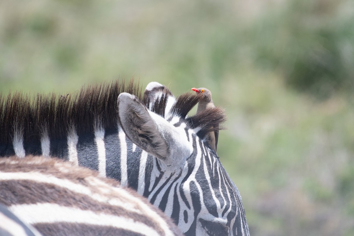 Red-billed Oxpecker - ML642839336
