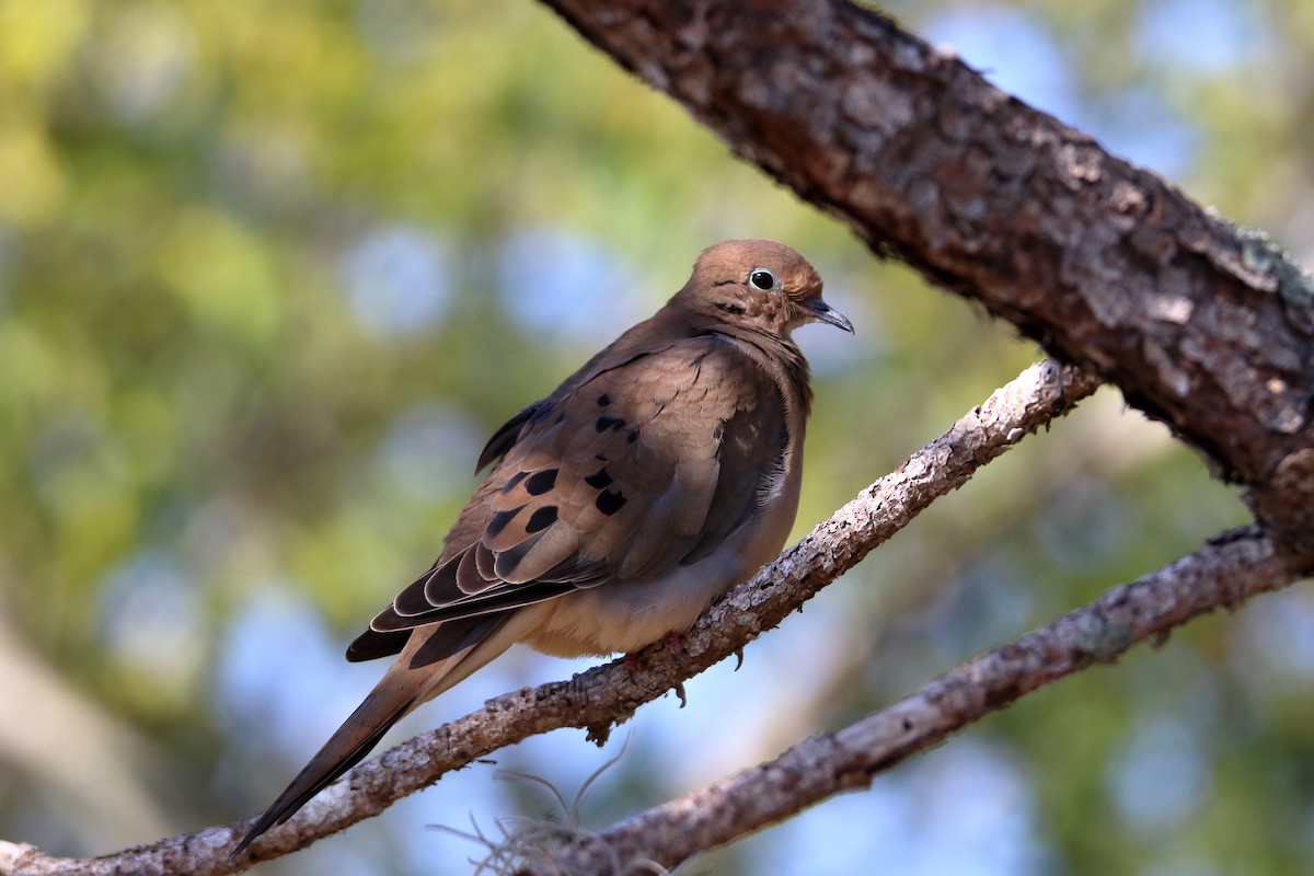Mourning Dove - ML642839343
