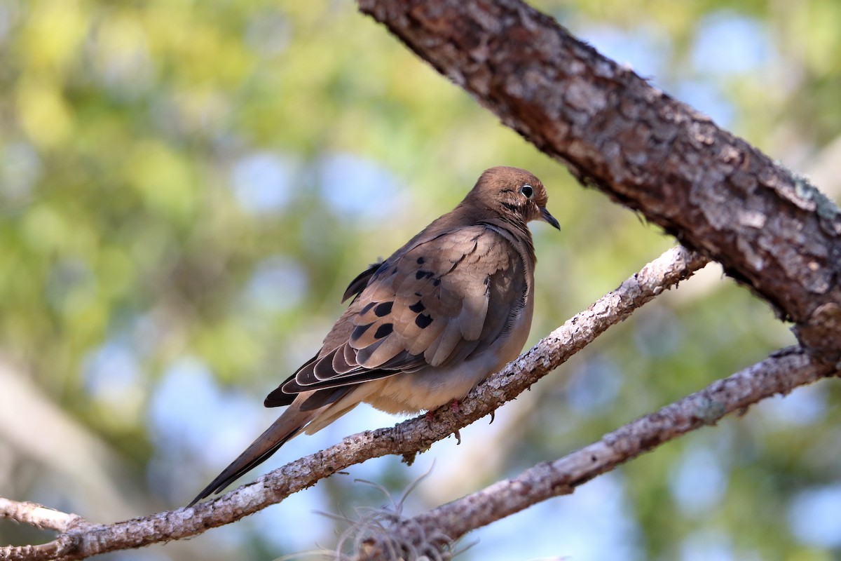 Mourning Dove - ML642839344