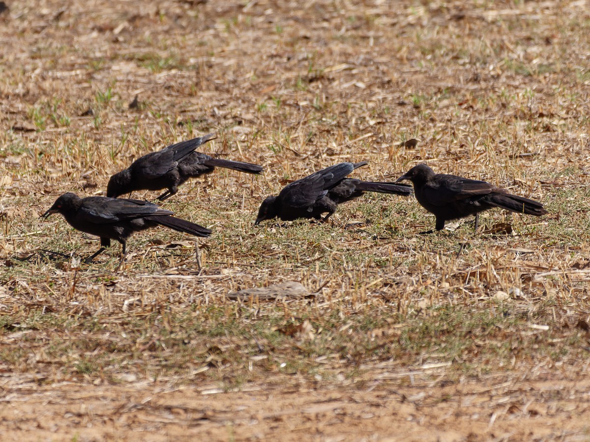 White-winged Chough - ML642839349