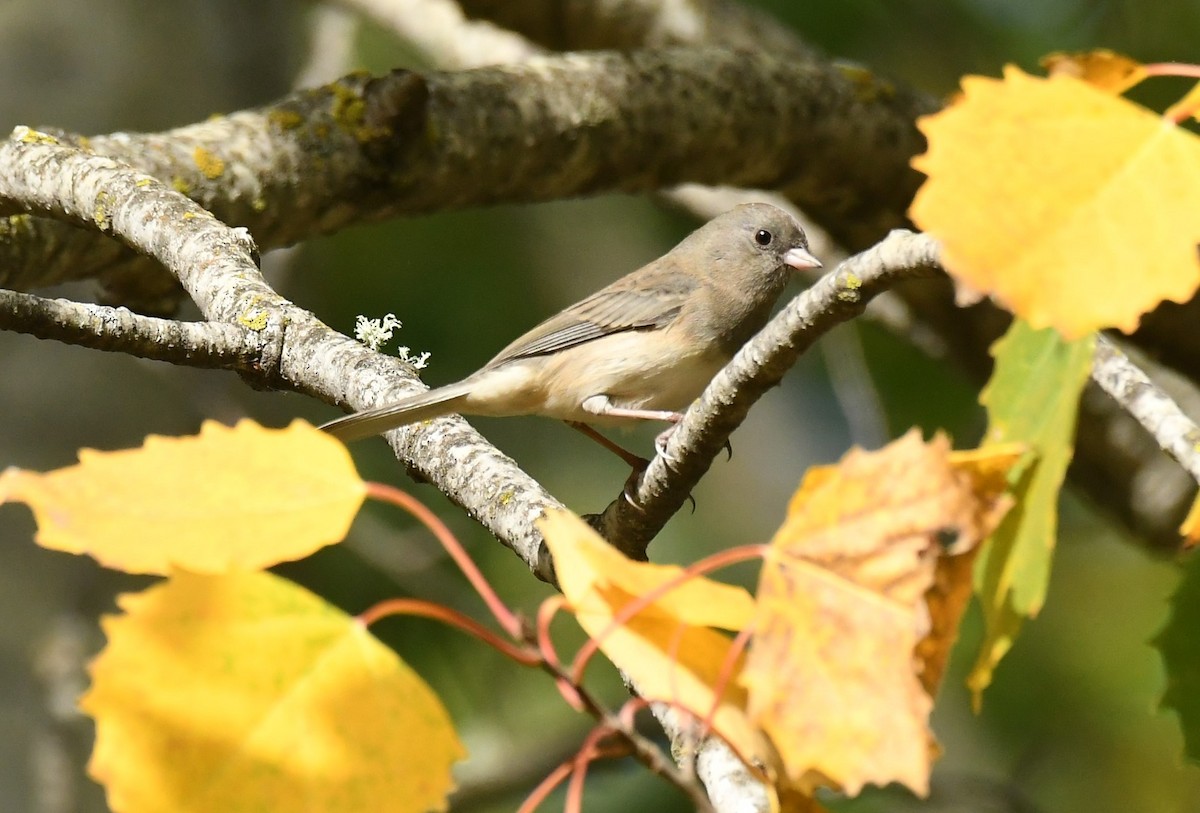 Junco ardoisé (hyemalis/carolinensis) - ML642839351