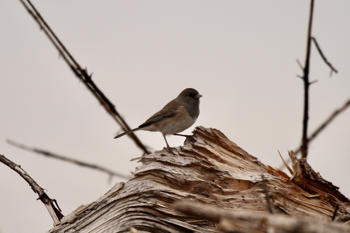 Junco ardoisé - ML642839367