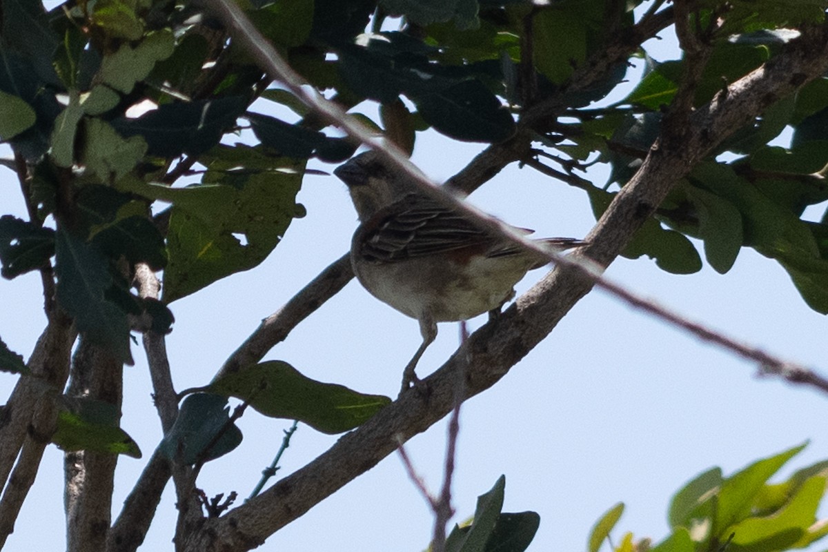 Moineau roux - ML642839379