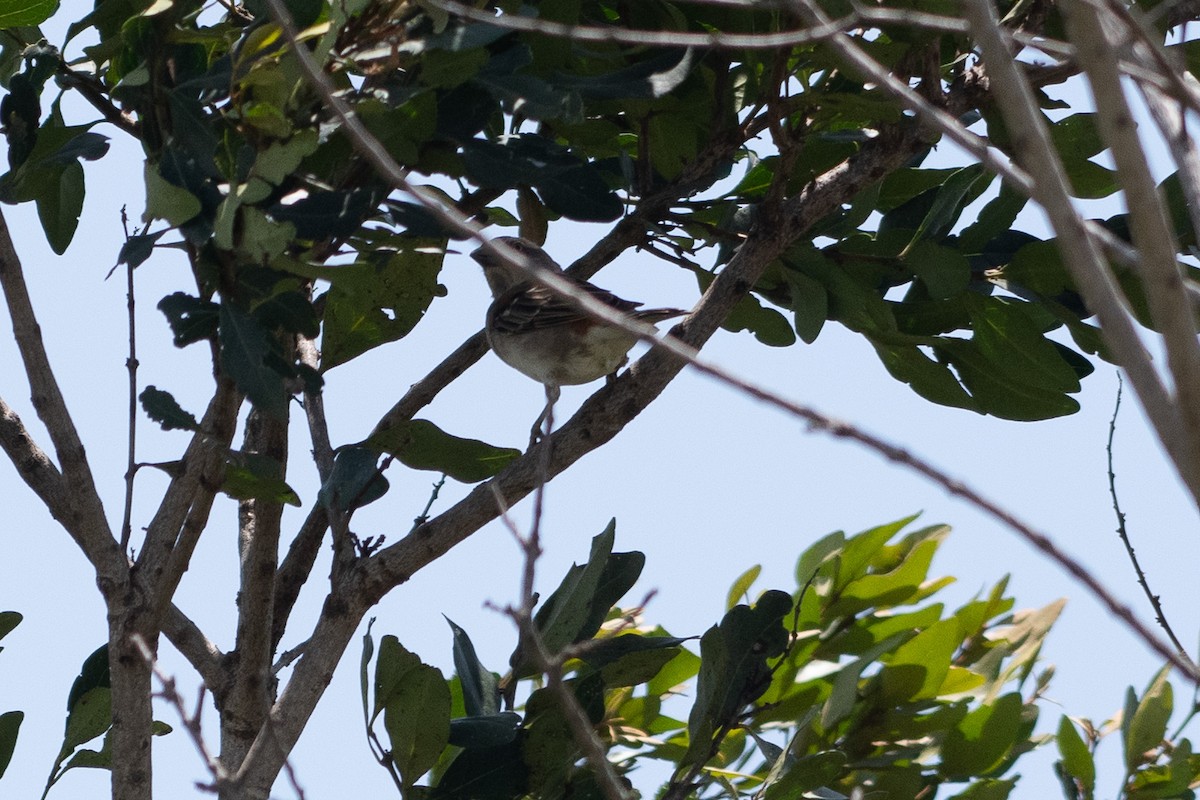 Moineau roux - ML642839380