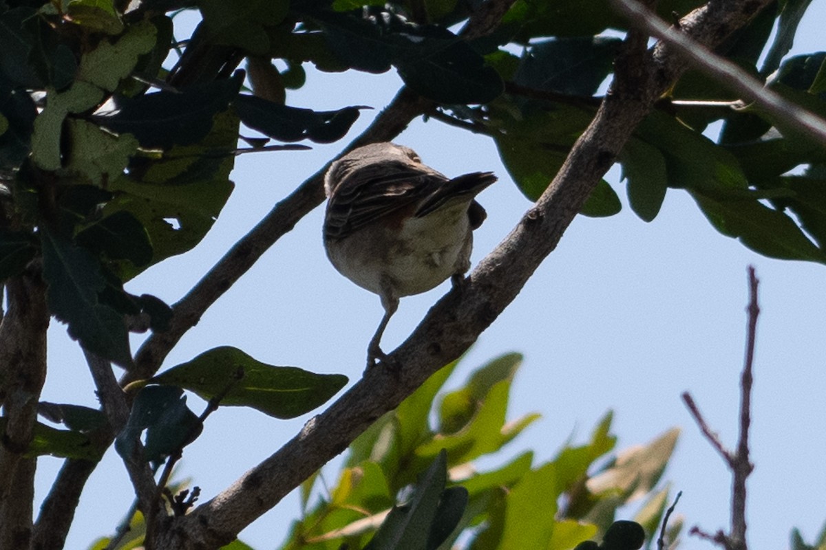 Moineau roux - ML642839381