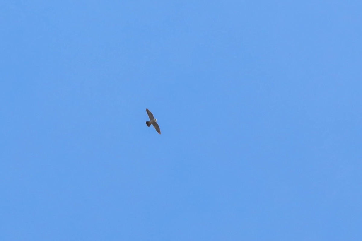 Faucon pèlerin - ML642839409