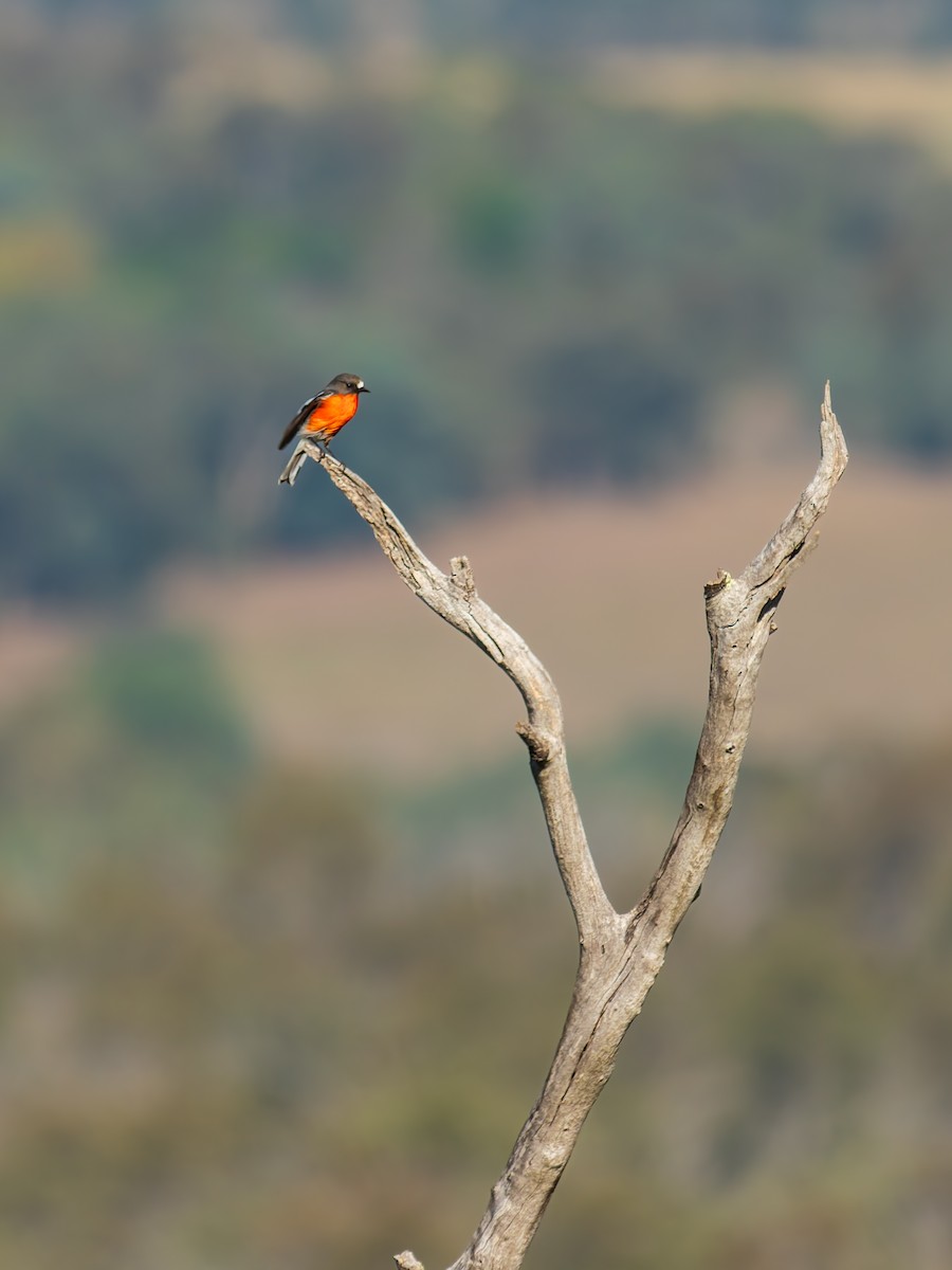 Flame Robin - ML642839411