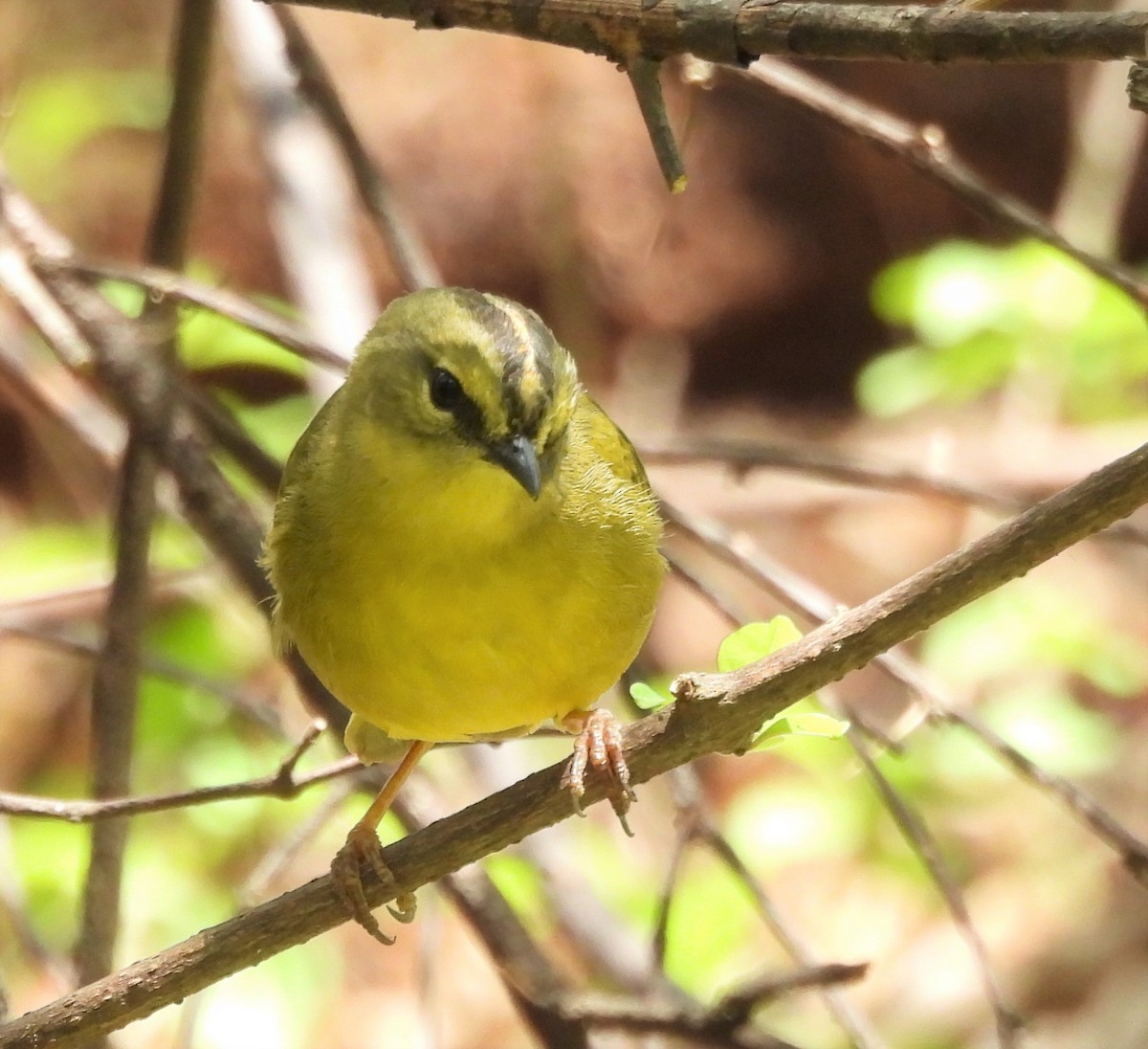 Two-banded Warbler - ML642839422