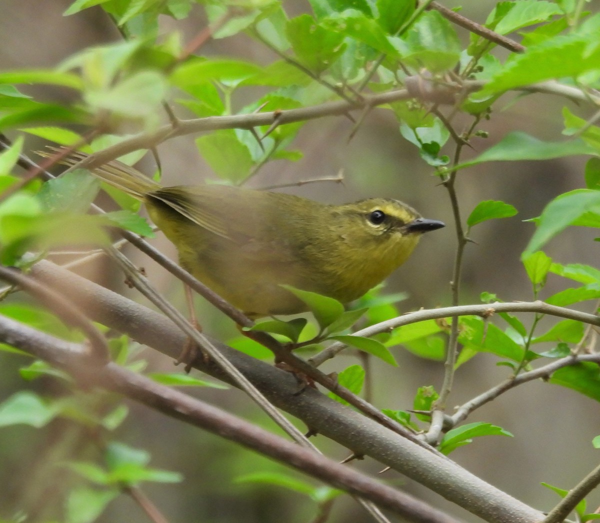 Two-banded Warbler - ML642839423