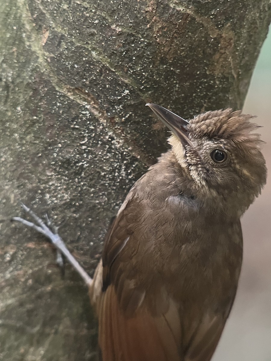 Tawny-winged Woodcreeper - ML642839424