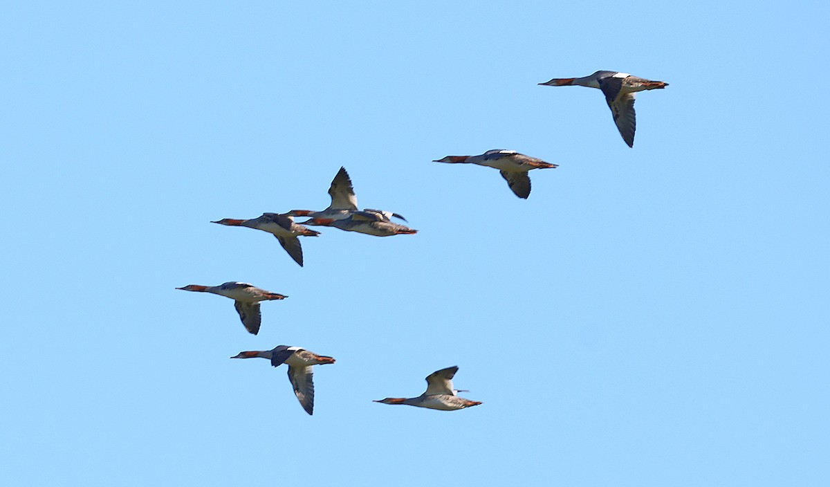 Common Merganser - ML642839426
