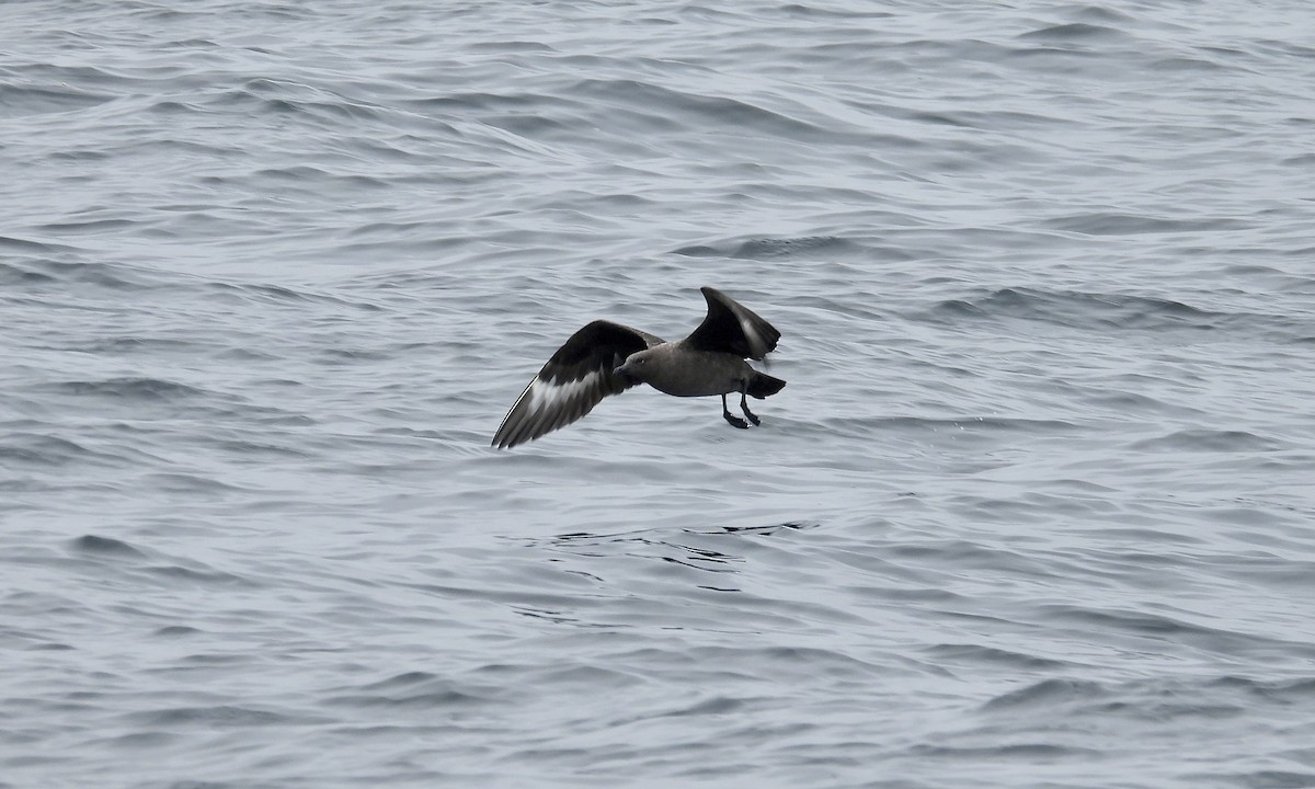 South Polar Skua - ML642839427