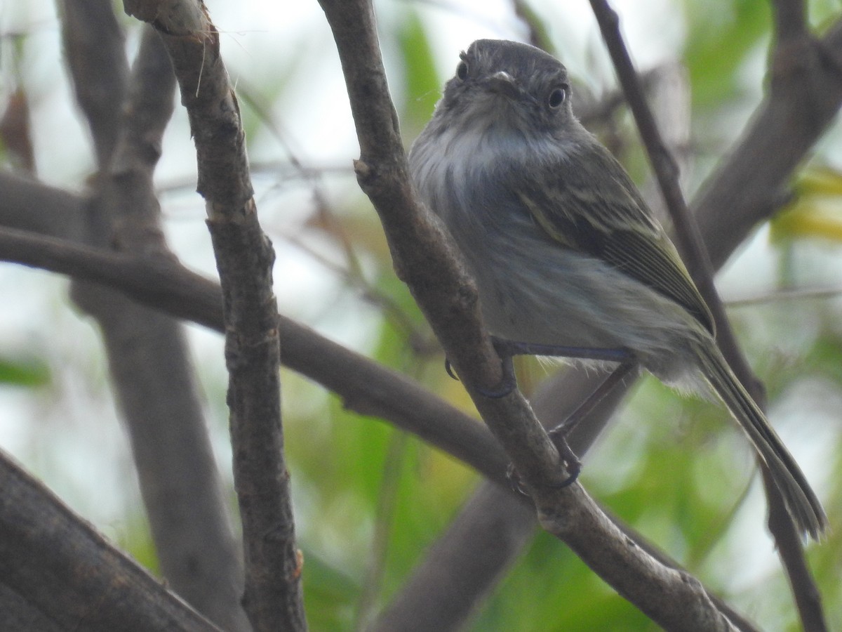 Pearly-vented Tody-Tyrant - ML642839428