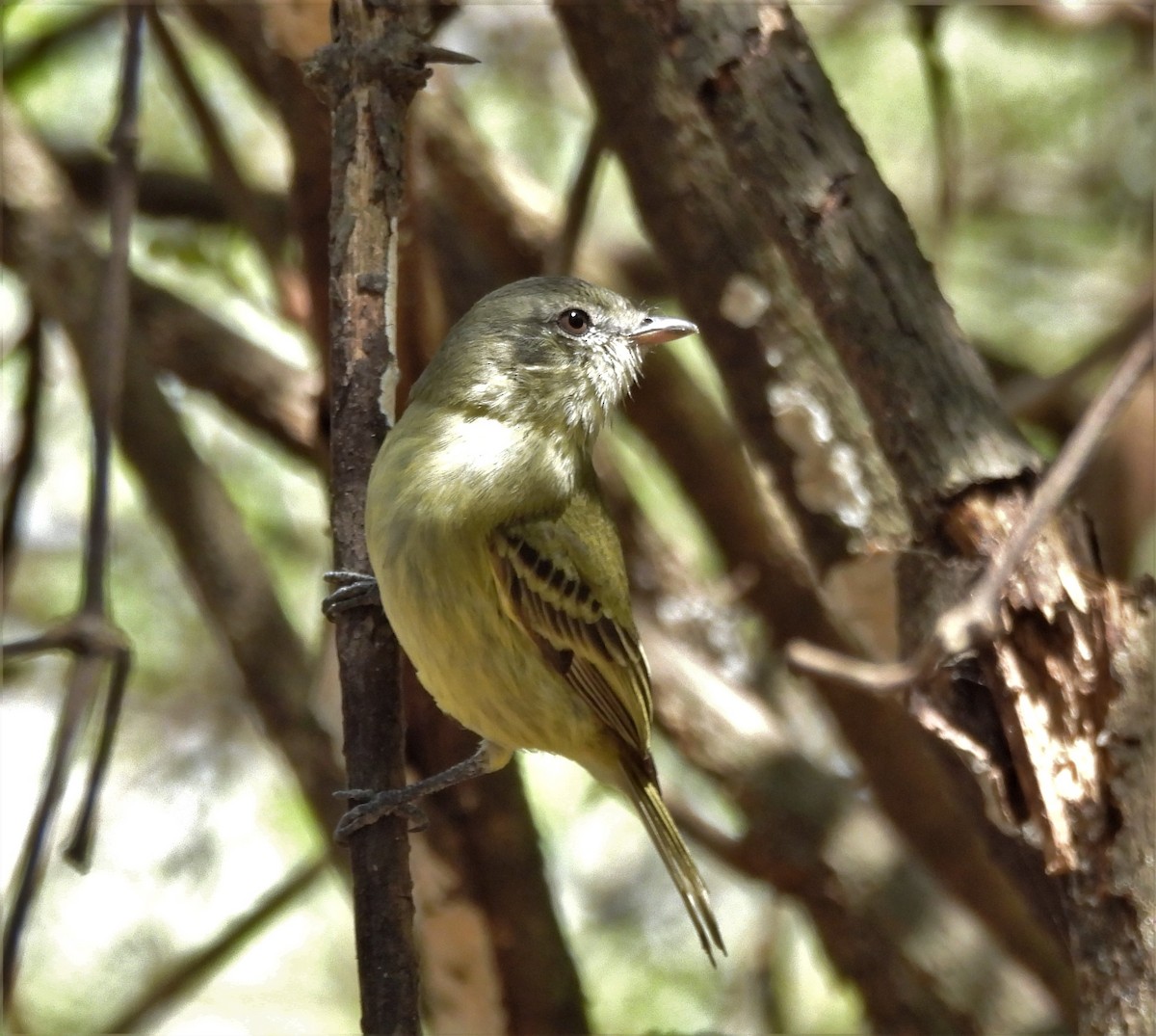 Rough-legged Tyrannulet - ML642839430
