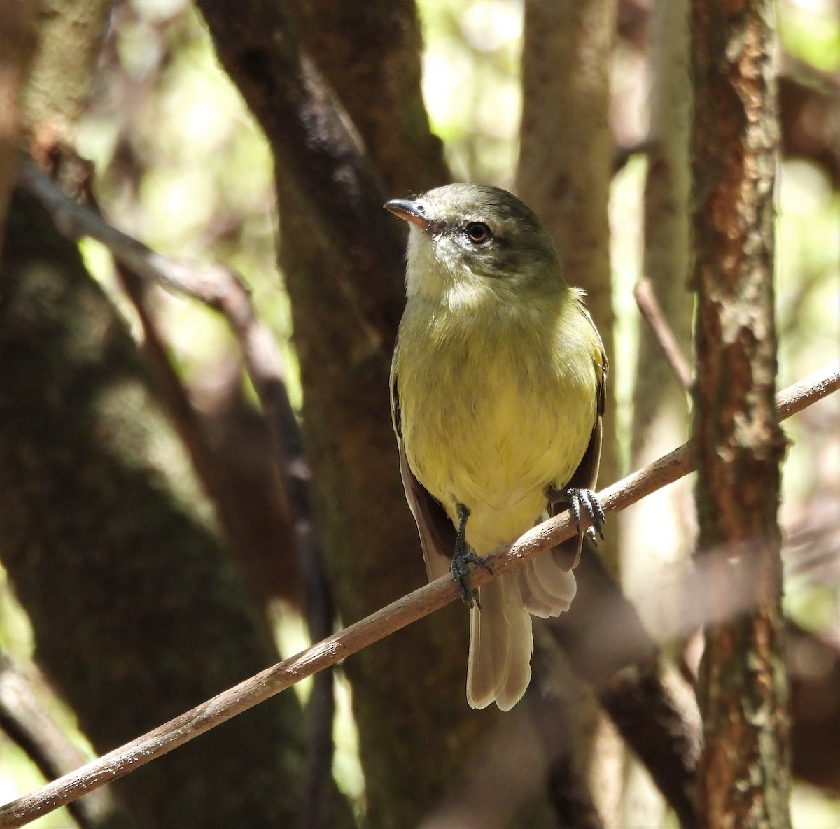 Rough-legged Tyrannulet - ML642839431