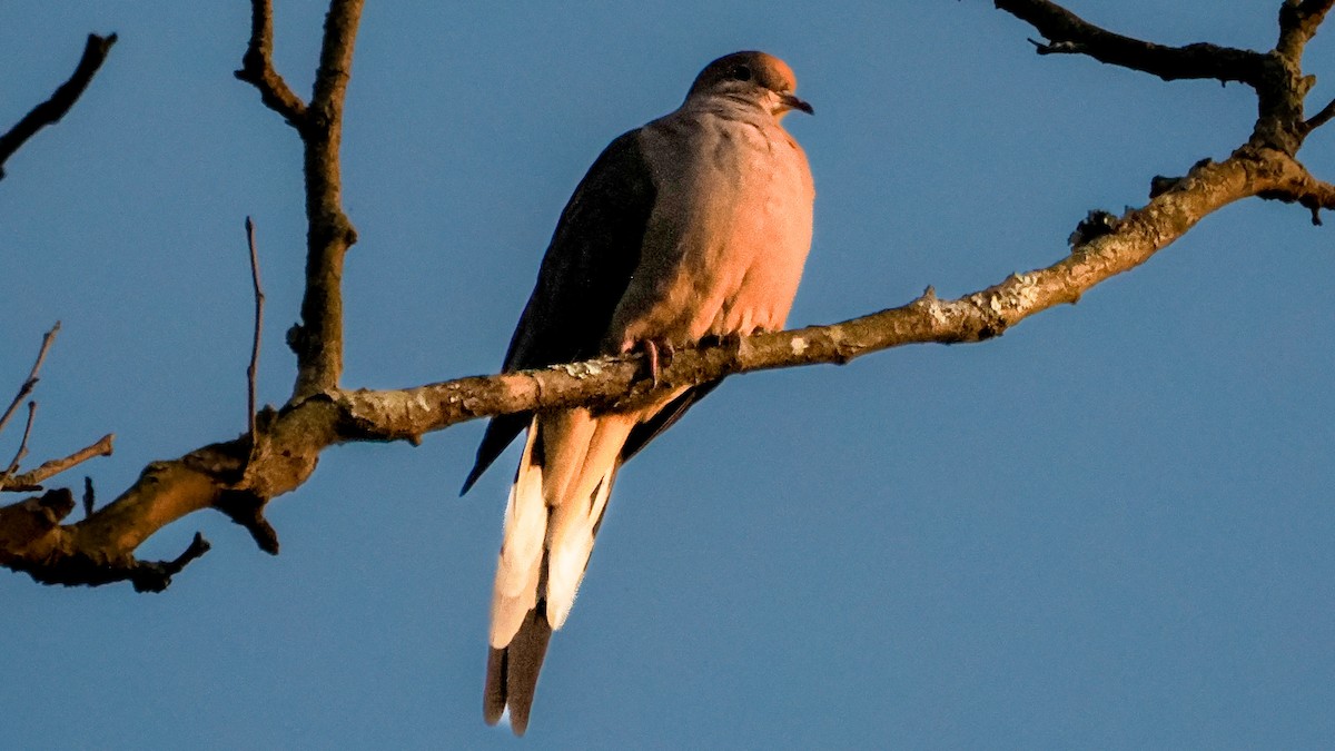 Mourning Dove - ML642839436