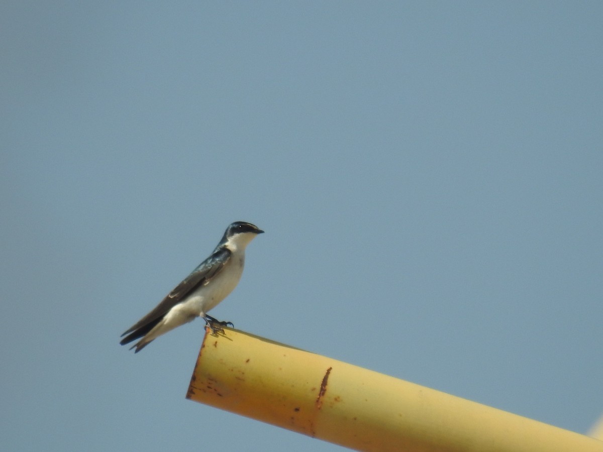 White-rumped Swallow - ML642839439