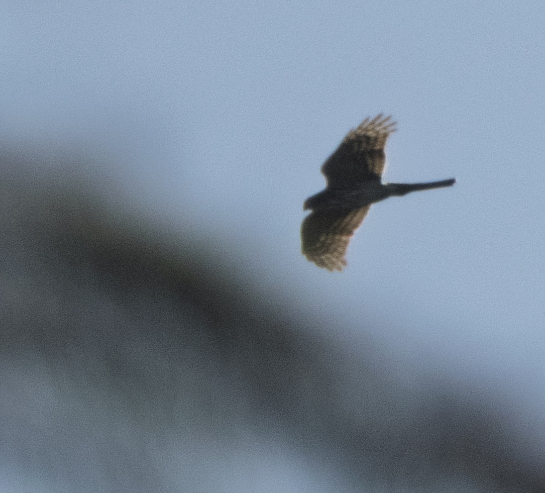Sharp-shinned Hawk - ML642839452