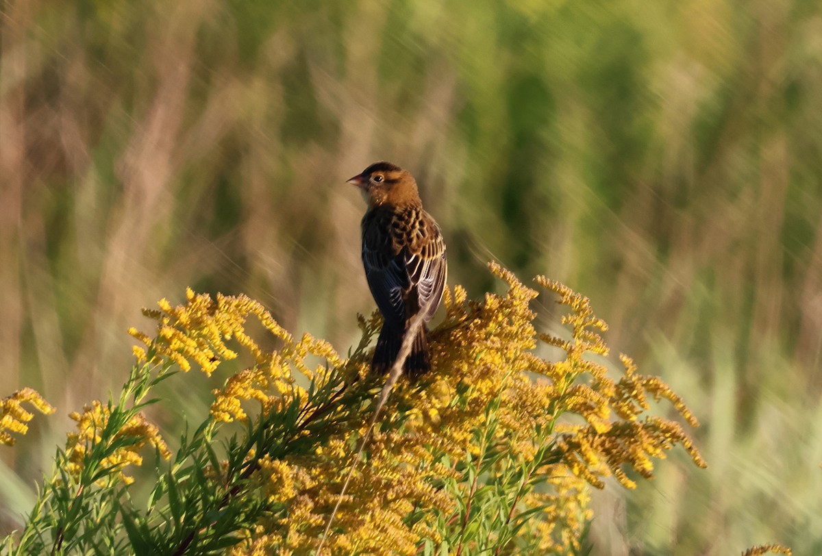 Bobolink - ML642839456