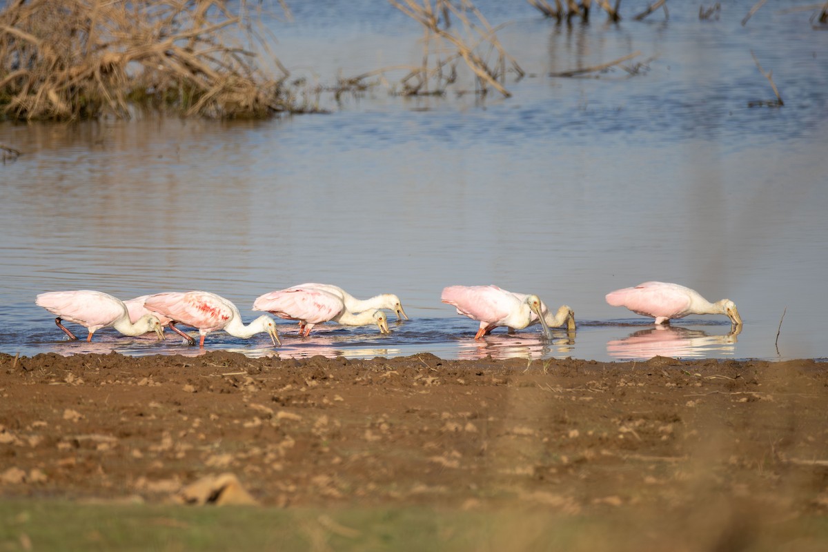 rosenskjestork - ML642839480