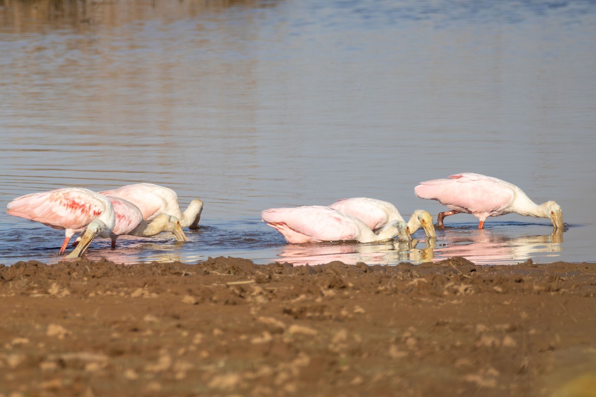 rosenskjestork - ML642839485