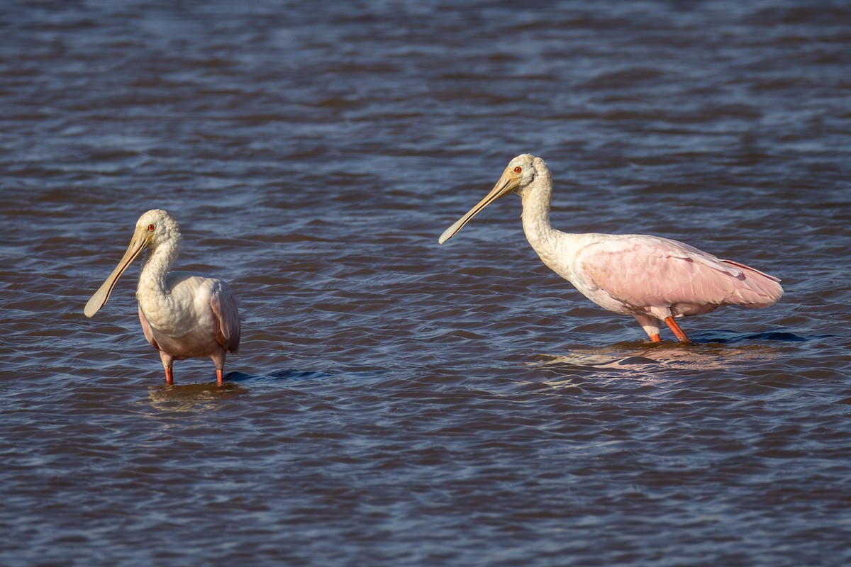rosenskjestork - ML642839489